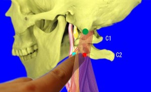 上頚触れ方02