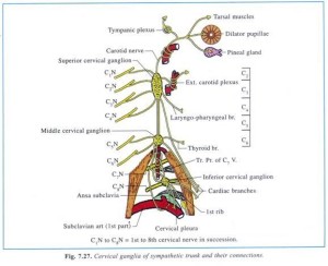 上頚神経節解剖