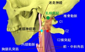 上頚側面