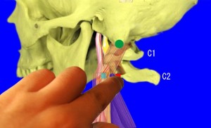 上頚触れ方01