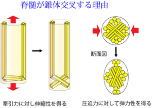 脊椎の基本14