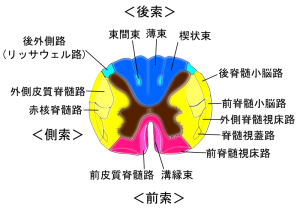 脊椎の基本15