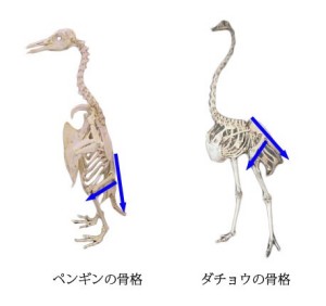 脊椎の基本04