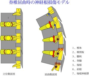 脊椎の基本02