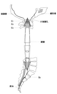 脊椎の基本31