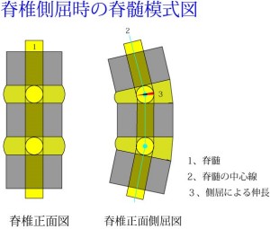 脊椎の基本03