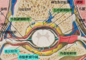 脊椎の基本30